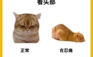 猫咪的这些“小动作”，可能是它在默默忍受疼痛的信号！