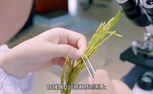 我国科学家突破！全球首例辅酶Q10合成水稻新种质诞生