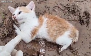 泥潭挣扎的小猫获救，爱心接力书写生命奇迹