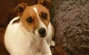 爱犬走失数日，重逢瞬间男子泪如雨下，养狗人的痛谁懂？