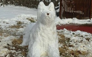 雪地里的“艺术照”？看到真狗后才明白这雪狗的灵魂所在！