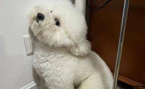 狗狗被打为何不反抗？揭秘忠诚背后的心理，你还会选择动手吗？