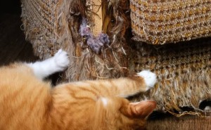 猫咪为何偏爱抓沙发？四大真相揭秘，治标治本拯救你的沙发！