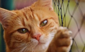 猫咪与鱼的不解之缘？揭秘喵星人饮食真相，竟是大翻转！