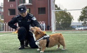 武汉特警“团宠”柯基追梦警犬路，主人：勤奋型狗狗值得一试