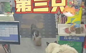 流浪猫产崽后竟找店主当“保姆”，店里的原住民猫都懵了！