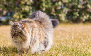 猫咪毛发健康大揭秘：日常护理不可少的小贴士