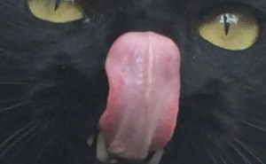 猫咪镜头下的“灵魂画作”，铲屎官：每一张都是意外惊喜！