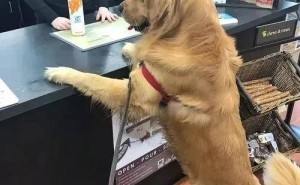 金毛犬银行“撩妹”记：从流浪到明星，温暖人心的不凡之旅