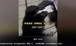 爱心接力！啾啾主人兑现承诺，正式收养流浪犬小黄小白