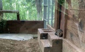 猫咪“离家出走”后，竟在野生动物园找到了新工作？