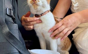养猫热潮背后：便捷、治愈与情感寄托的完美结合？