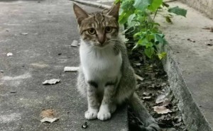 老屋空置六年，母亲的老猫为何仍在坚守？