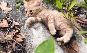 小猫屋顶遇险中毒昏迷，小姐姐暖心救援上演生命奇迹