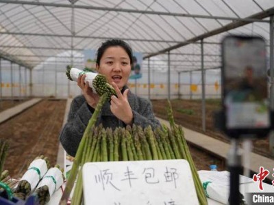 江西南昌蘆筍產(chǎn)業(yè)“觸網(wǎng)”升級(jí)，綠色食品電商之路越走越寬