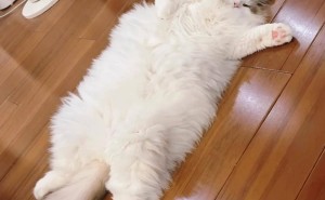 猫咪这些暖心举动，是不是说明你已经是它认定的超级铲屎官了？