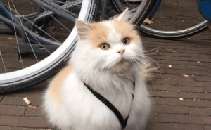 猫咪因情伤出走，竟成大学网红“教授”，还获学生证？