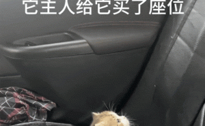 猫主子专享顺风车，身价不凡引网友热议：人不如猫系列？