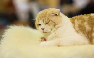 月光下的秘密：猫咪午夜跑酷或与古老引力感应有关？