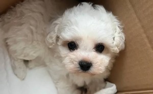 小狗成长的“磨人”时刻，你准备好了吗？
