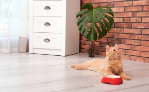 猫薄荷揭秘：喵星人“嗨”翻天的秘密，竟是5000万年演化奇迹？
