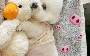 狗狗减肥反增重？专家揭秘易胖体质，科学减重才是王道