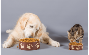 宠物“抗糖”攻略：如何有效预防犬猫糖尿病？