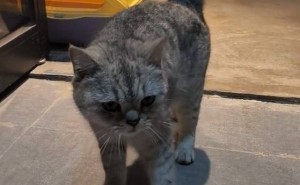 广东咖啡店“打工猫”走红，会按铃迎宾喊话顾客上二楼！