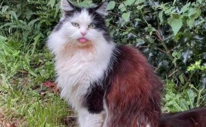 稀有红毛奶牛猫现身，竟是古代玄猫后代？快来看看你的猫是不是！