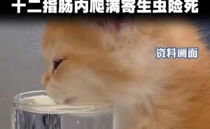 猫奴警醒！男子与猫共饮一杯水，十二指肠竟成寄生虫乐园