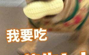 狗狗也能吃花生？解锁宠物美食新秘密！
