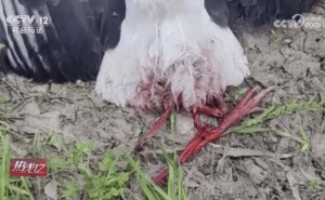 无人机拍摄鸟类引争议，国家一级保护动物东方白鹳因此丧生