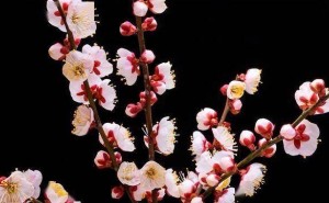 金华早春梅花绽放，延时摄影捕捉绚烂春意