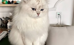 亲猫额头，你猜它在想什么？猫咪的内心小剧场竟如此丰富！