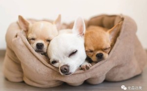 胆汁酸对肉食性犬猫有多重要？缺乏可能影响健康！