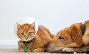犬猫肝衰竭，1500种身体机能受威胁，保肝护肝刻不容缓！
