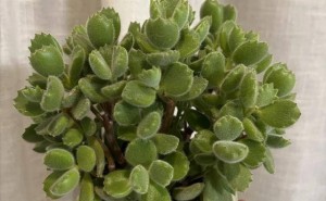 闺蜜的养花秘籍：熊童子如何从“路人花”变身“奢侈品”？
