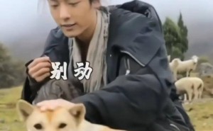 从狗贩子到明星狗，“大黄”的逆袭之路，肖战等主演都甘拜下风？