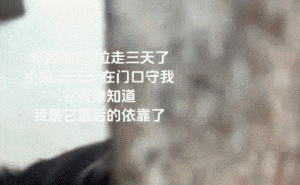 善良小姐姐门缝投喂留守狗，网友：邻居还没回，你已规划它一生？