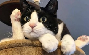 奶牛猫：猫界的“小疯子”，你准备好迎接它的欢乐与混乱了吗？