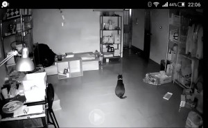 猫咪深夜嚎叫，不只是孤独，更是它们深情的告白！