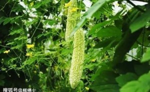国产动画电影：文化新编的辉煌与挑战