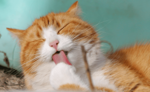 猫咪的“爱的密码”，你家喵星人说了几句？