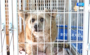 “免费领养宠物”背后隐藏哪些消费陷阱？