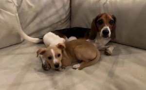 三条腿比格犬成导师！迎接新残障小伙伴，兴奋绕圈：我们有共鸣！