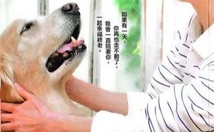 宠物养老新挑战：3000万只老年宠物的爱与坚持