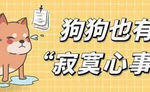 狗狗孤独时的无声呼唤，你听见了吗？