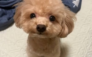 泰迪的“小脾气”你懂吗？这四件事千万别当着它面做！