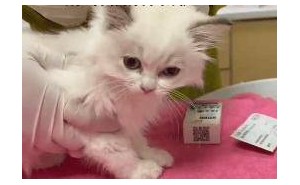宠物领养藏陷阱，病猫背后的“猫贷”真相令人愤怒！