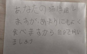 离谱！猫咪因太能吃被退回，还有小猫被错换后奇迹找回